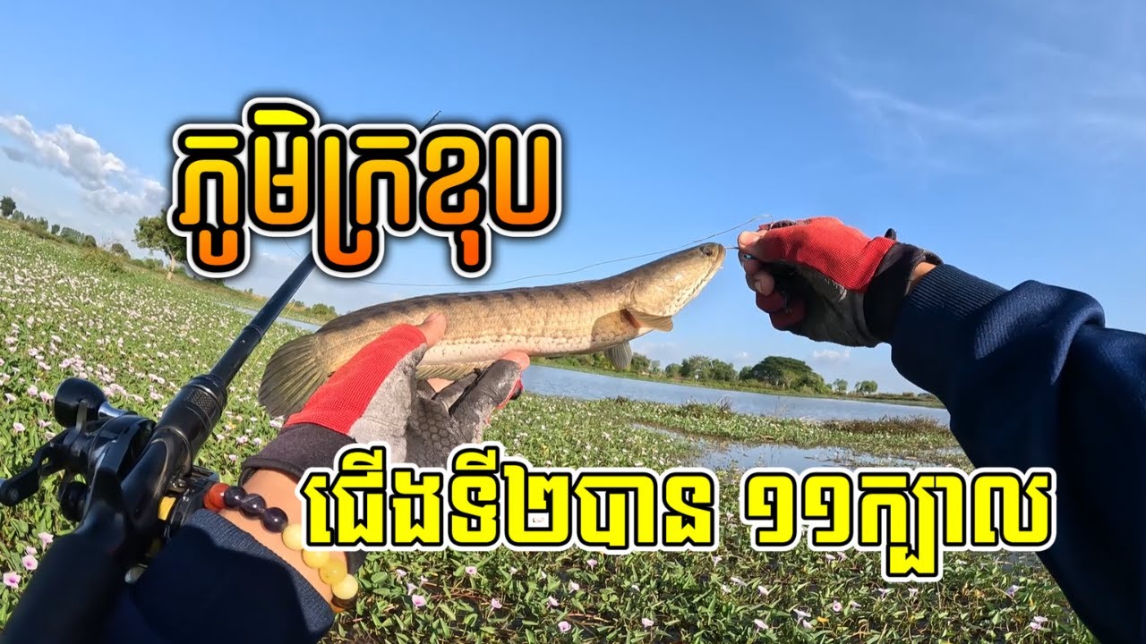 បបក់ត្រីនៅភូមិក្រខុបជើងទី២ខាំច្រើនដដែល | ចារថ្មីថ្មី | Fishing Snakehead Fish At Krokhob