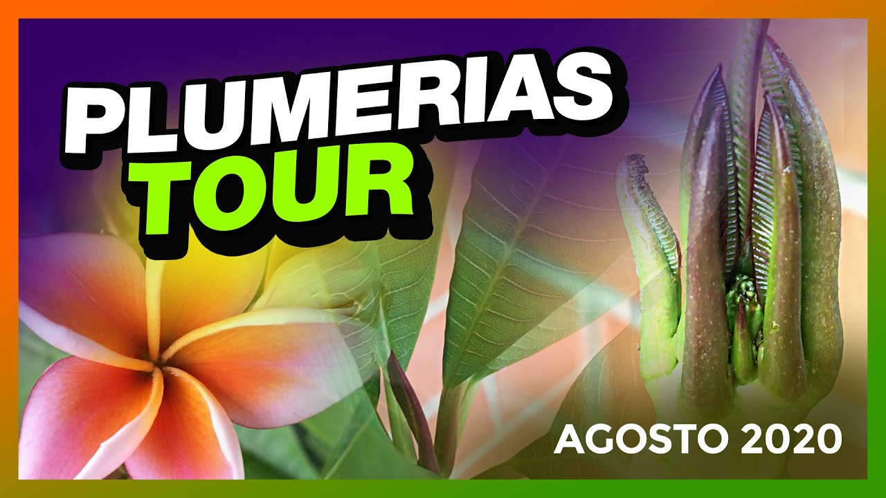 Evolución de mis PLUMERIAS☀️ TOUR V2 (Verano 2020) 🌱 #plumerimax #plumerias
