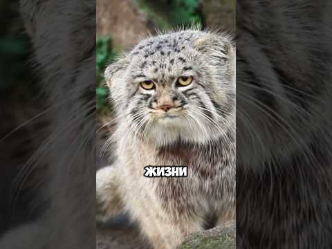 Манул – самая скрытная кошка в мире! 🐾 #шортсы
