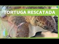 TORTUGA SIN 2 ALETAS que fue RESCATADA ⚠️ RAMBO 🐢🌊 (CRAM)