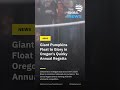 Giant Pumpkins Float to Glory in Oregon's Quirky Annual Regatta #news #breakingnews
