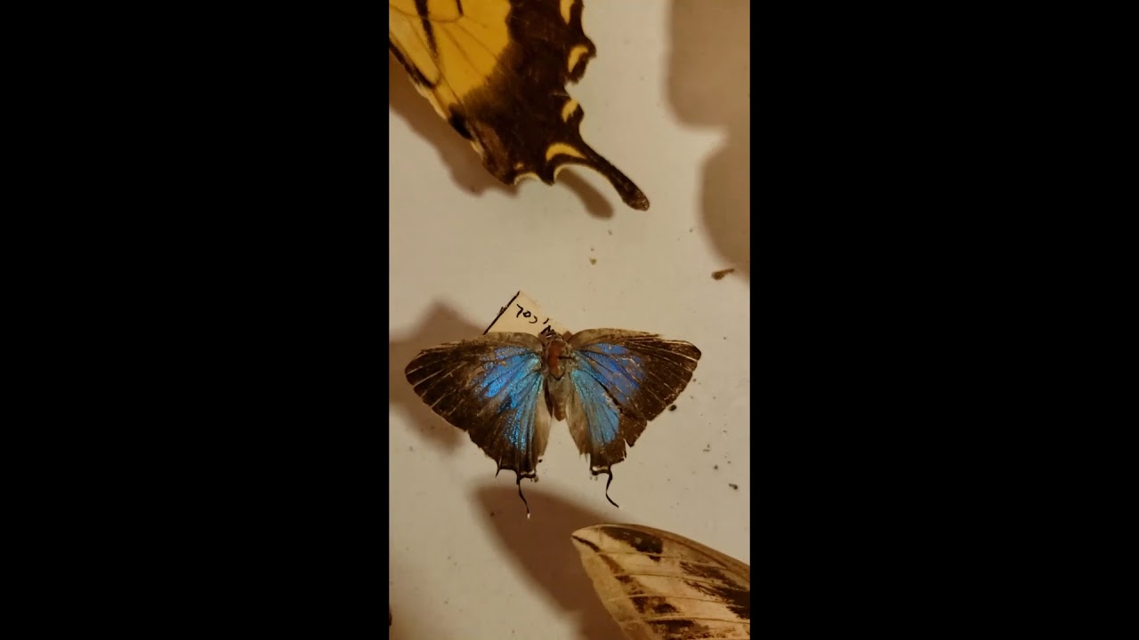 Butterfly Wing Color Change - YouTube