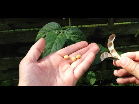Vidéo: Est-il facile de faire pousser du soja ?