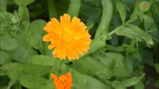 Nagietek lekarski/Calendula-kwiat barometr/ flower barometer[ENG SUB]