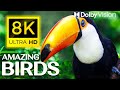 8K Birds - MOST BEAUTIFUL BIRDS / DOLBY VISION™ 8K HDR VIDEO - 8K ULTRA HD