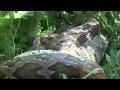 Python kills and swallows Sambar Deer in Sri Lanka