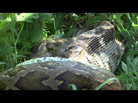 Python kills and swallows Sambar Deer in Sri Lanka