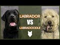 LABRADOR VS LABRADOODLE