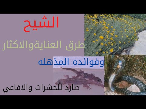 فيديو: نصائح لزراعة نبات الشيح