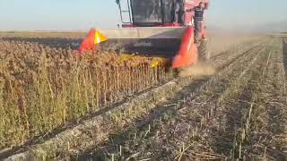 Elibol&Agro Tiger Sunflower Harvester~Ayçiçek Tablası