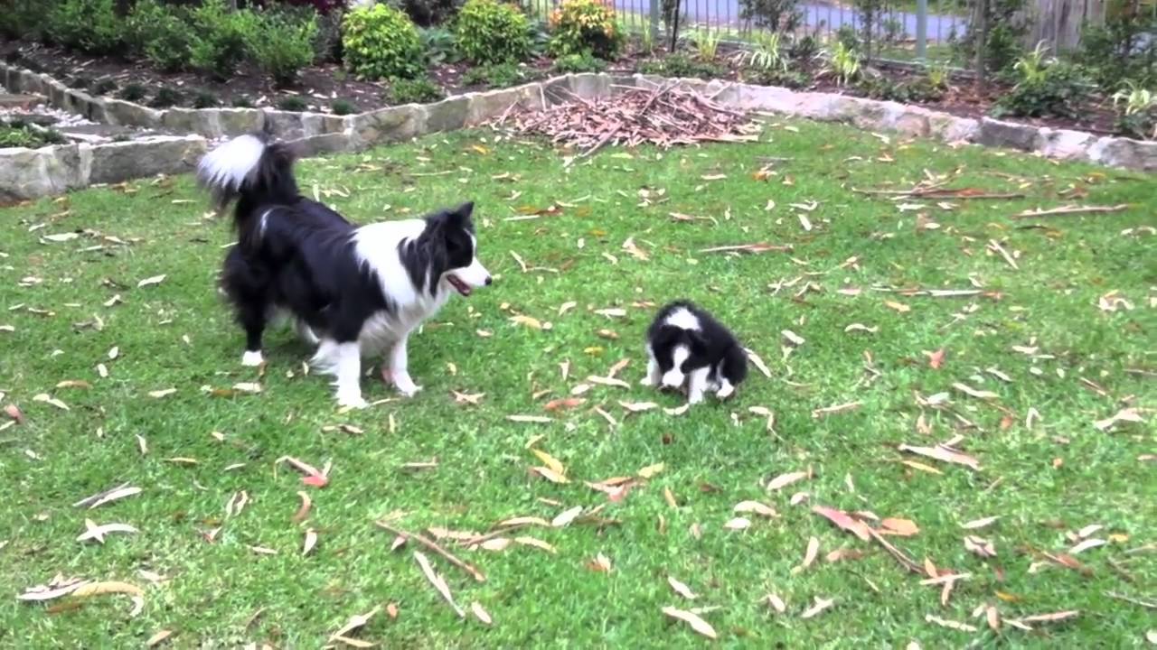 border collie puppies playing