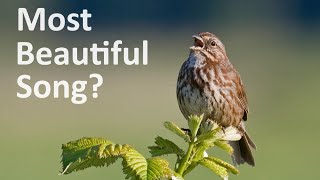 21 Beautiful Bird Songs of North America
