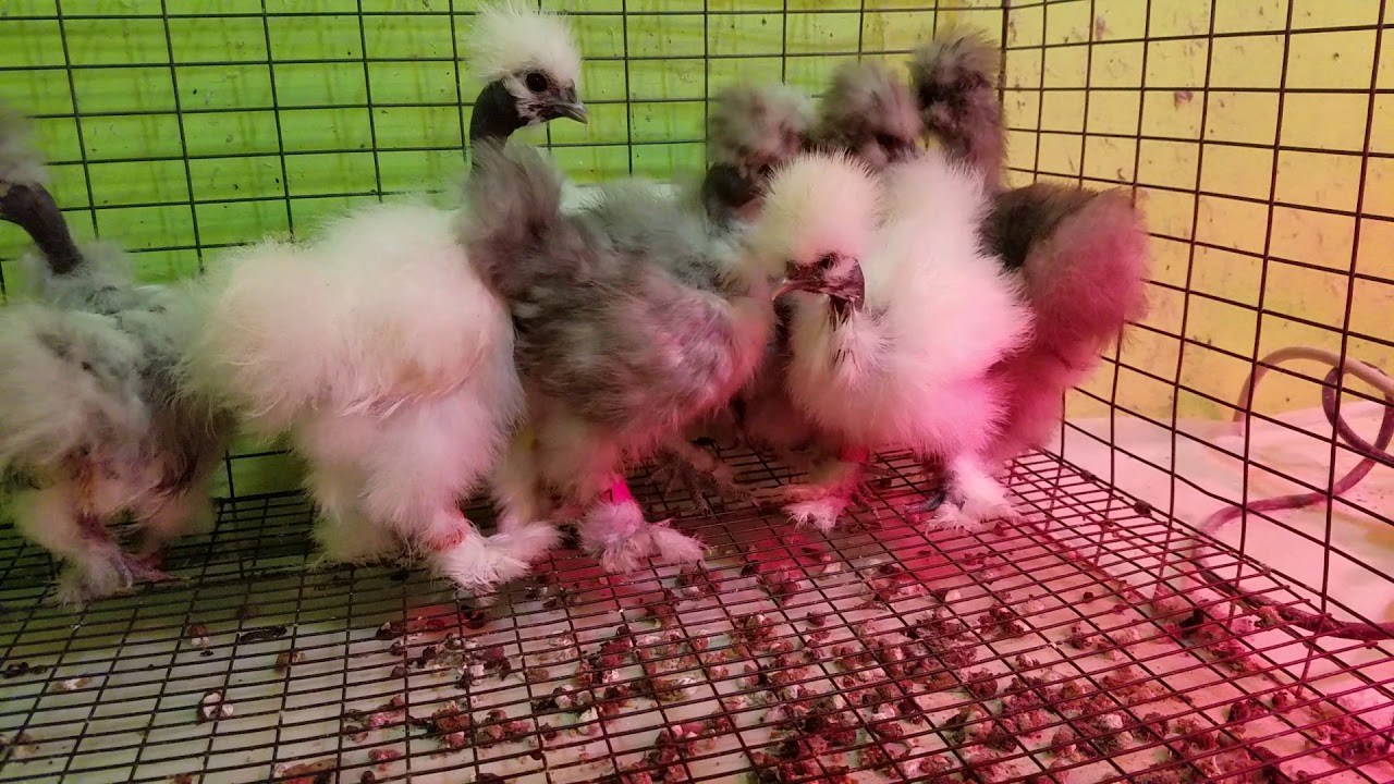 Naked Neck Silkie Chicks Youtube