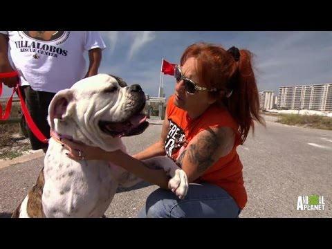 Cheech Finally Finds His Forever Home and Family