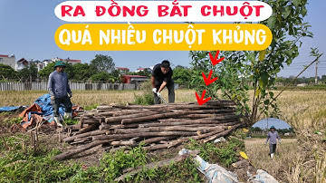 Chuột Đồng Mùa Gặt Nhiều Không Tưởng