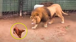 Este Hombre Lanzó A Un Perrito A La Jaula De Un León. ¡Lo Que Sucedió Después Es Impactante!