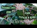 Хойя или восковой плющ уход. Польза и вред растения для человека