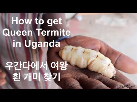 How to get Queen Termite in Africa Uganda ll 아프리카 우간다에서 여왕 흰개미 찾기