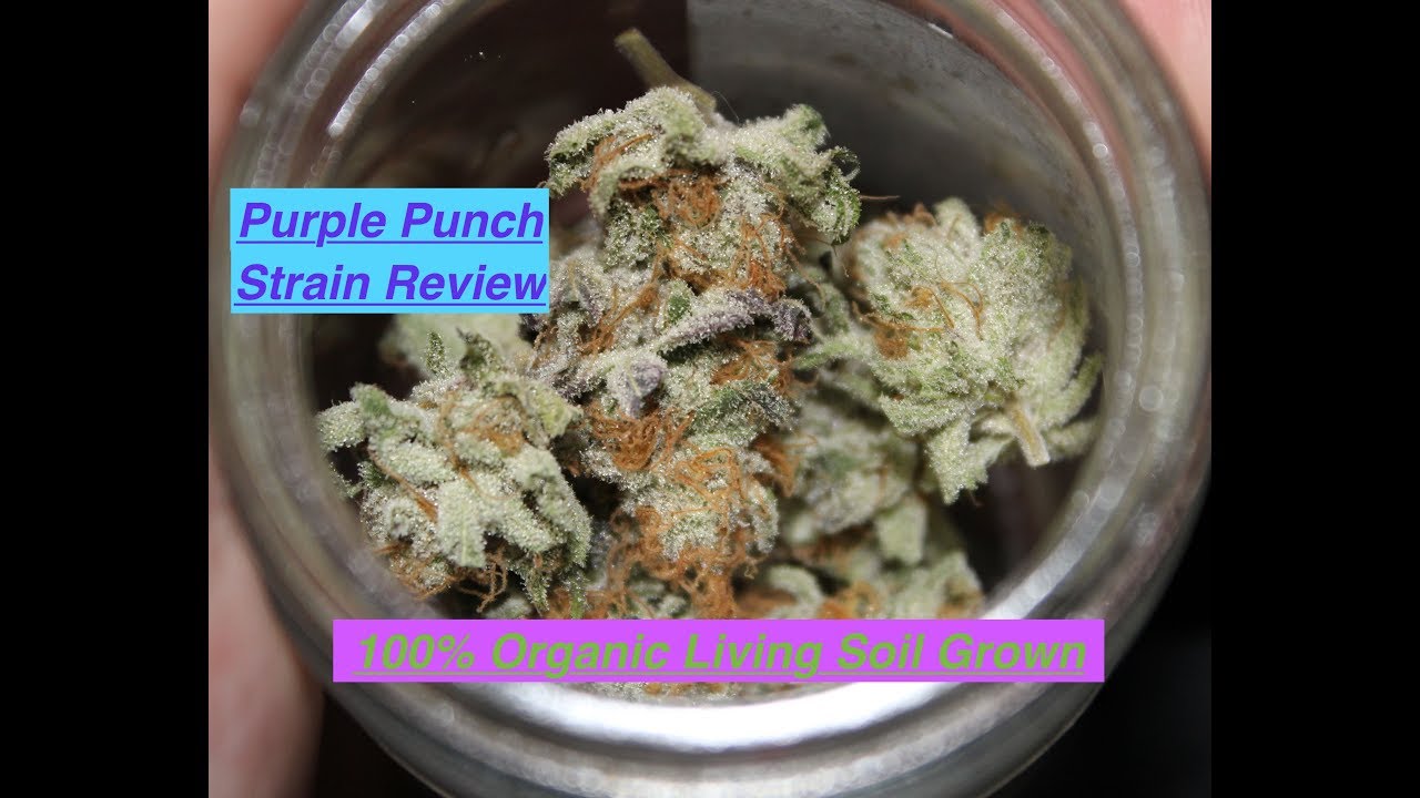 Purple Punch Strain Review 100 Organic Living Soil Grown Cannabis YouTube