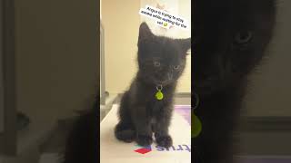 Cat With Low Battery Wants To Shut Down