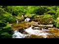 Mountain Stream on Yakushima Island. White Noise, Water Stream, Nature Sounds for Sleep, Relaxation.