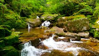 Mountain Stream on Yakushima Island. White Noise, Water Stream, Nature Sounds for Sleep, Relaxation.