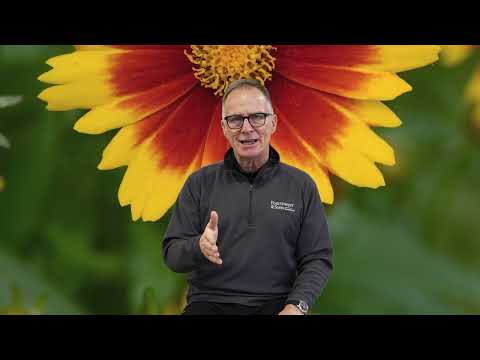 Video: Care of Coreopsis in Winter - Tips on Winterizing Coreopsis Plants