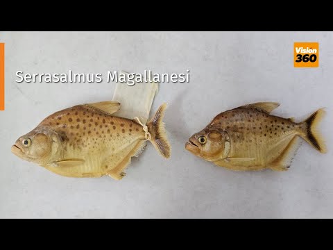 Un equipo de investigadores presentó al mundo la nueva especie de piraña: Serrasalmus Magallanesi