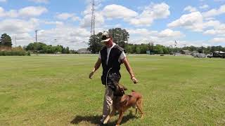 Dog Training Prep for My Male Malinois' BH