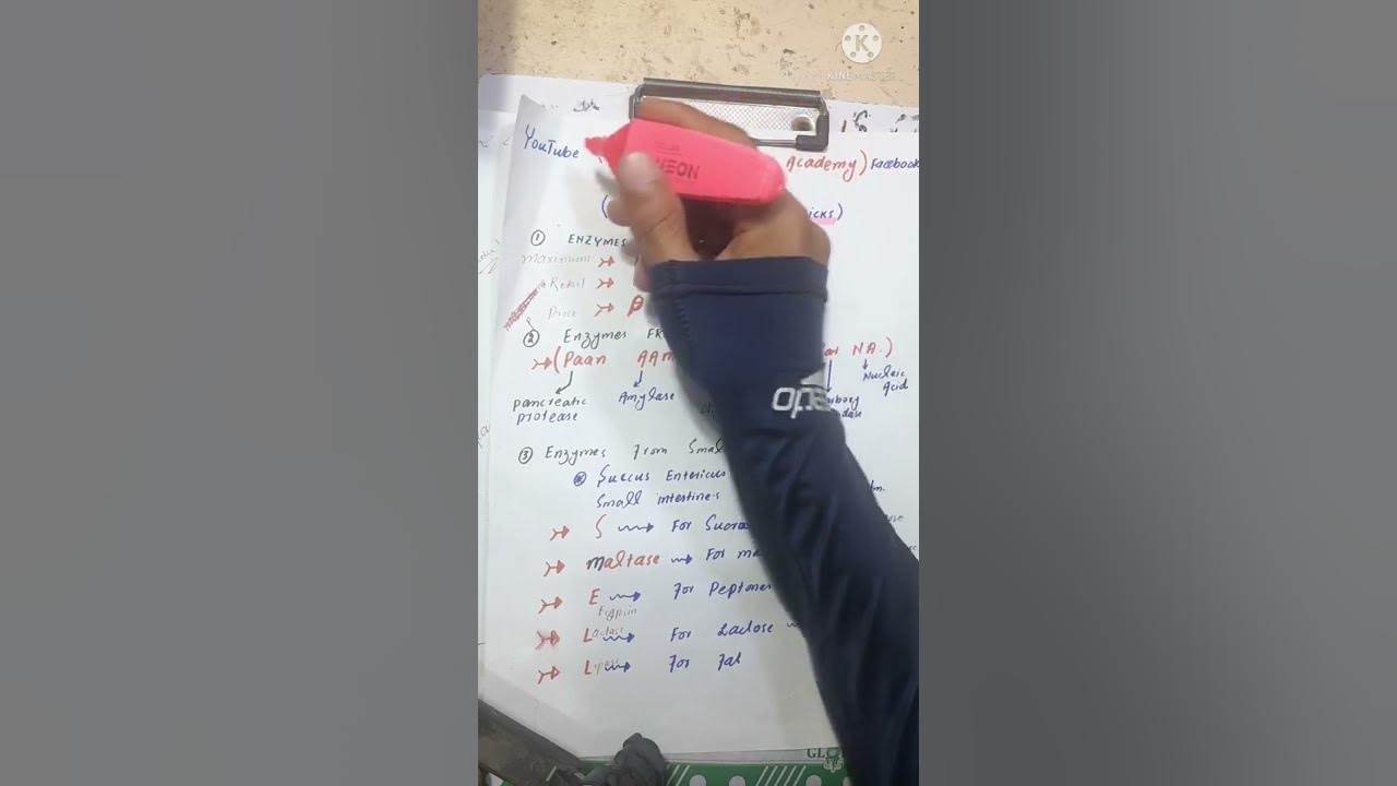 Digestives Enzymes Tricks Mnemonic Digestive Enzymes Enzymes from Stomach Enzymes from