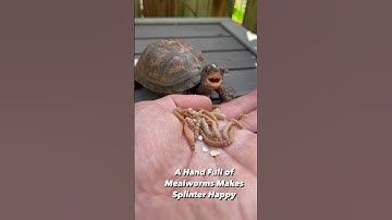 A Hand Full of Mealworm #easternboxturtle #mealworms #turtlelife