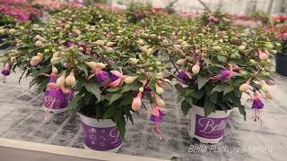 Bella Fuchsia -The finest selection of Fuchsia varieties - Garden Plant with Flowers all summer long