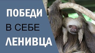 Мне Лень... Как Побороть Лень И Начать Действовать? Мотивация Для Учебы