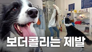 난이도 극상 보더콜리와 최강 견주가 만났다. 국제 강아지의 날 필수 영상