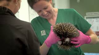 Inside one of the busiest wildlife hospitals in the world by Currumbin Wildlife Hospital 1,562 views 2 years ago 2 minutes, 1 second