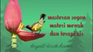 masteran sogon materi mewah dan terapi air