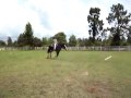 canter undersaddle.mov