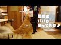 【大型犬1歳のいる生活#31】出張帰りのパパと感動の再会！大喜びする愛犬の1日