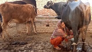 Routine of Punjabi Women |  Pakistan Village Life | Village Sham | Subhan Joint Family | Happy Joint