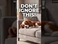 The Silent Signal in Your Dog’s Sleep! 🤫🐶 #shorts #pethealth