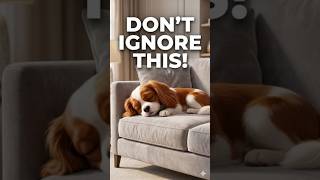 The Silent Signal in Your Dog’s Sleep! 🤫🐶 #shorts #pethealth