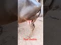 التهاب ضرع أو التهاب الحلمه في الجاموس المصري     