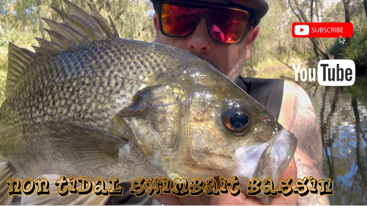 Non Tidal Swimbait Bassin
