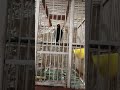BURUNG BEO PINTAR NGOMONG / BERBICARA #kicaumania #beo #birds