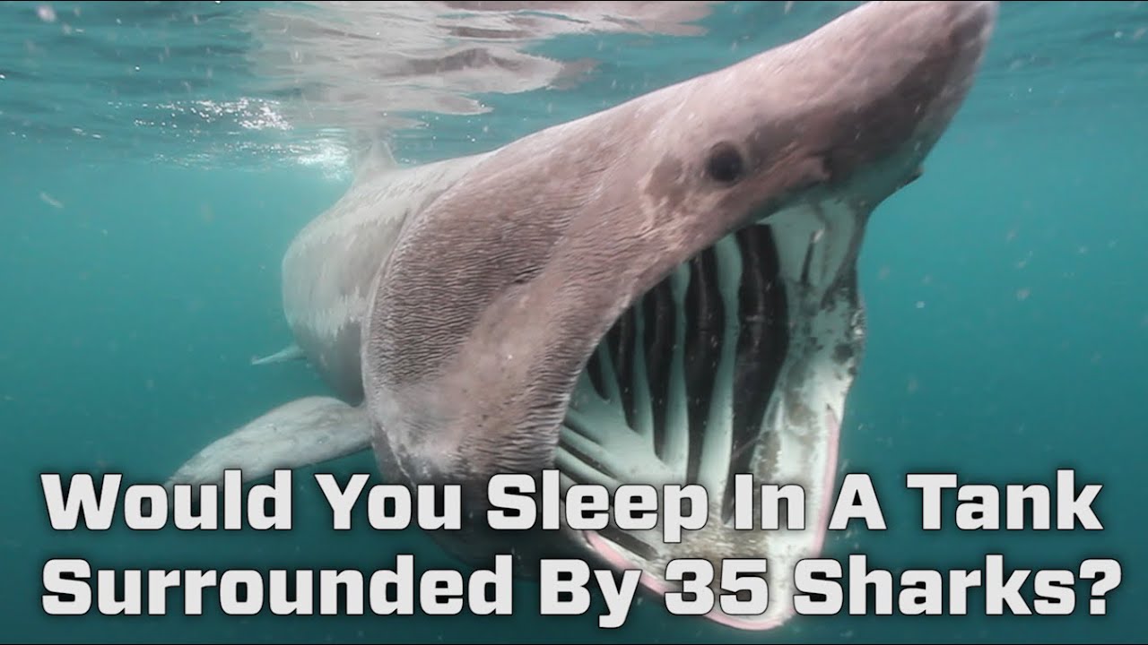 Would You Sleep In This Tank Surrounded By 35 Sharks?