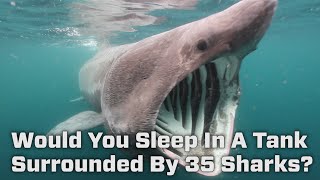 Would You Sleep In This Tank Surrounded By 35 Sharks?