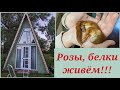 РОЗА ШОПЕН И НАУТИКА В ЛЮБИМКАХ! Митька растет, жизнь украшается!😍🌹