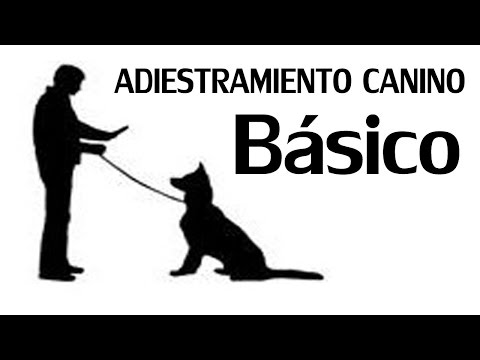 Video: Entrenamiento De Cachorros 101