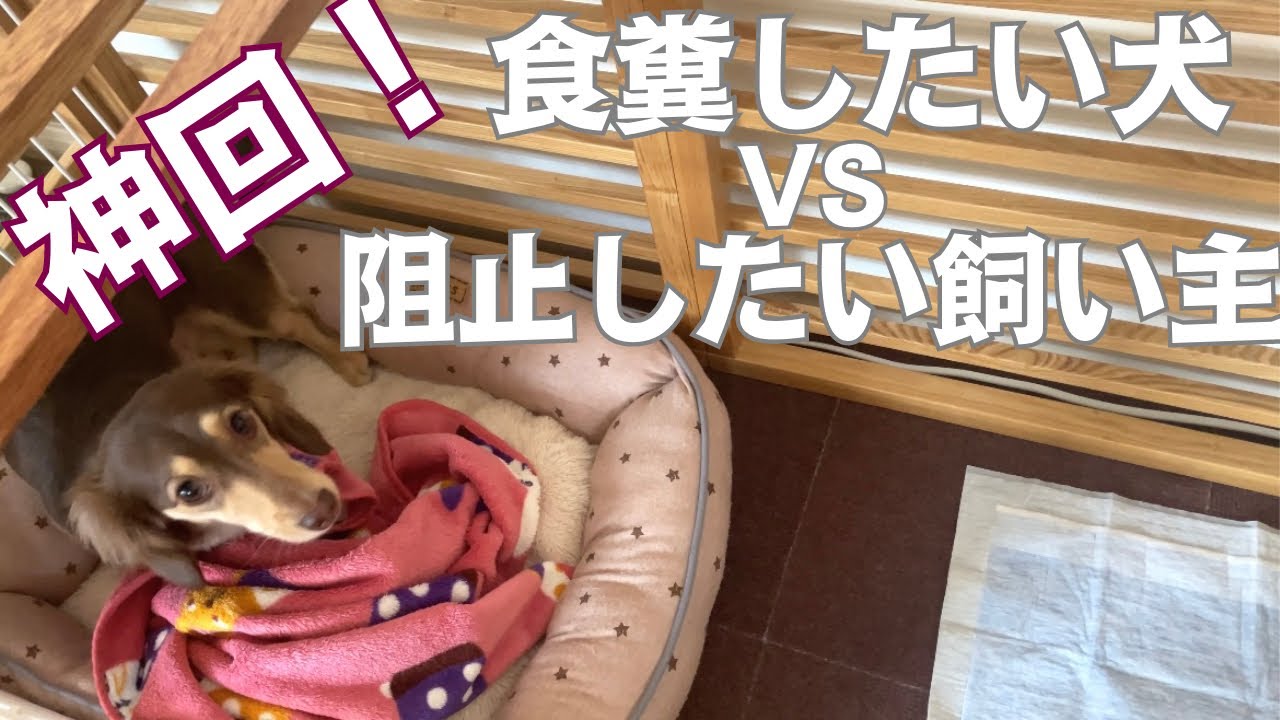 【仁義なき戦い！】食糞しようとする犬VS阻止しようとする飼い主！勝者はどっちだ？？《犬のいる暮らし・ミニチュアダックス》