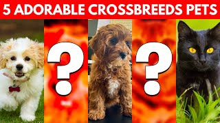 5 Unbelievably Cute Cross Breeds You'd Want as Pets